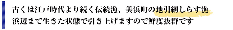 地引網の釜揚げしらす